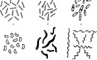 Палочковидные формы бактерий, кокки, вибрионы бациллы: примеры с названиями