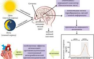 Гормон Мелатонин: инструкция по применению, аналоги