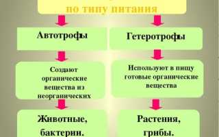 Паразиты – автотрофы, гетеротрофы или симбионты