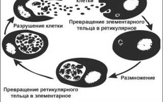 Хламидия трахоматис у женщин в крови: причины появления, симптомы и лечение