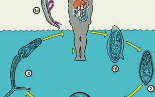 Откуда берется в организме Шистосома Мансони и чем она опасна для человека