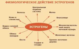Просто о сложном — женские половые гормоны (классификация)