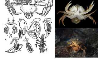 Саккулина (паразитический усоногий рак): подробное описание и жизненный цикл паразита